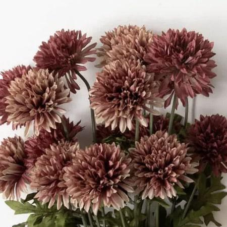 Straw Flower Bush